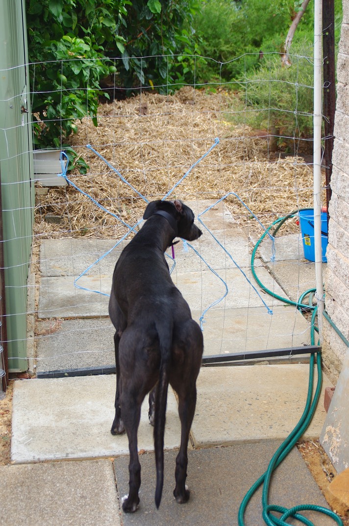 "This can't be right! I thought this garden was my playground!"