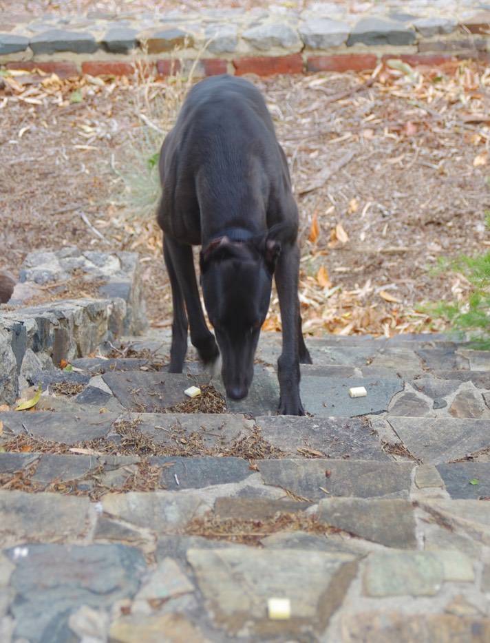 Today's lesson: negotiating steep steps. A little cheese takes the mind off trying to co-ordinate those long legs (although when she did stop to think about it she got a bit tangled).