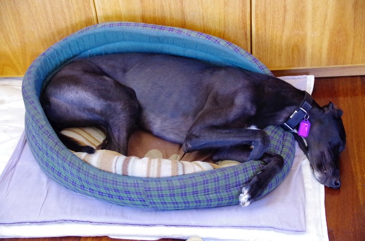 She's still way too big for this bed, but with a bit of scrunching she's managed to get most of her body in, at least.