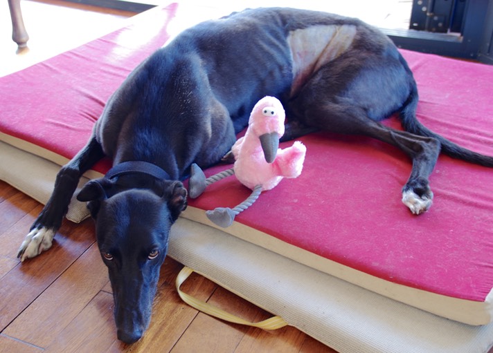 Day16: Home from hospital. Poor Wynny - doesn't she look miserable. I wanted to get her a stuffed toy of her very own to help her recovery, but without exciting her chase instinct towards rabbits etc. I feel pretty sure she won't be tempted by the gormless Floyd to chase flamingos.