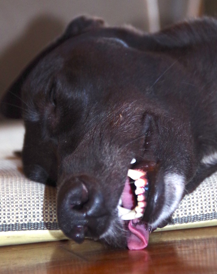 At last I managed to get her prehensile tongue on film - every other time she's woken up and reeled it back in lol. I was told by another Greyhound owner that it's not unusual for it to stick to the floor!