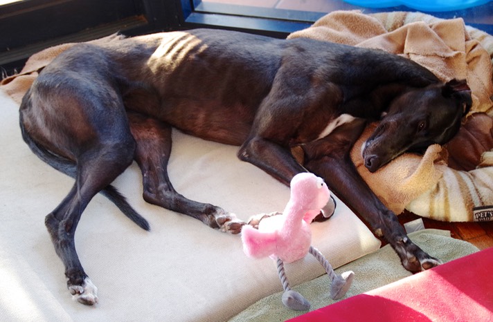 I'm awfully thick sometimes. The solution to the "head on the floor, body on the bed" thing was blindingly obvious ... provide a pillow, dummy! She's been a bit poorly today, as you can see by the concern on Floyd's face, but thanks to honey, Vegemite and everyone's good wishes, she's getting better. :-)