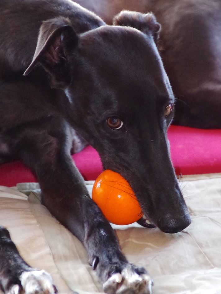 Poor girl is still not sure if it's OK to chew things, but this is a "De-Stress Ball" (for humans!), so I thought it was a good thing to give her.