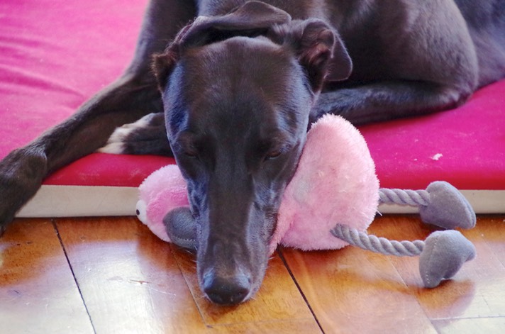 See my status for the prelude to this photo, but you can see that Floyd has sustained his first structural damage as a direct result of her Squeak Discovery.