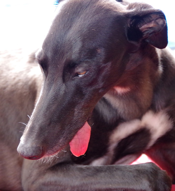 Another photo of The Tongue. I believe it's a Greyhound thing, but it's a never-ending source of amusement to me. Usually, by the time I grab a camera it's vanished, but I'm glad to be able to share the entertainment.