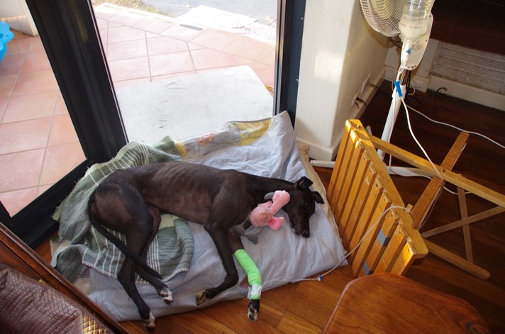 I wonder what you call a field hospital when it's in a lounge room. it looks haphazard, especially the "drip stand", but she is soooo much more comfortable and relaxed here than in hospital.