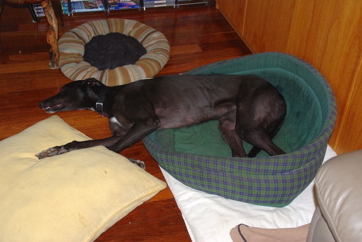 What IS it with this dog bed?? It used to belong to the Venerable Zu (a small RR), who died 5 years ago, but Mukela adores it and has tried to fit in it ever since, and now Wynny is making a very poor attempt to do the same. I'm fascinated that Mukela has let her do it, and I'll be watching to see what happens when he gets off the lounge.