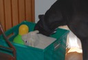 Day 3: In Which Wynny Finds The Toy Box.