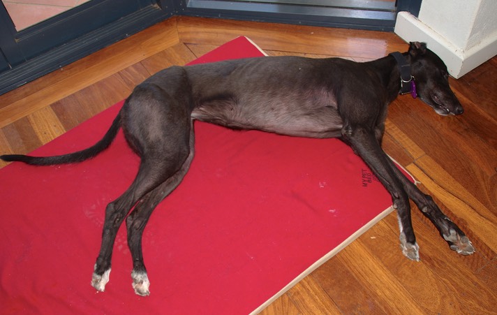 It's much easier to take photos of her lying down!! We climbed a big hill this morning, so I expect she'll spend the rest of the day asleep, although I really wish she'd manage to fit her head on the mat. She often flops down like this and it looks so uncomfortable!